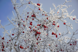 խնձոր 37 ցուցակ